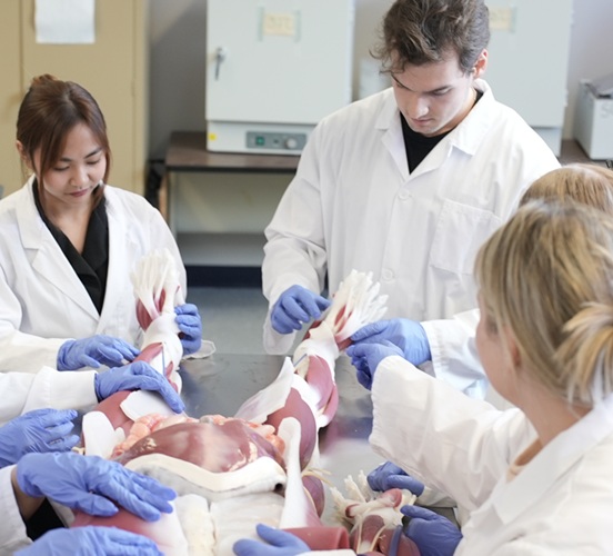 Nursing students studying parts of new mannequin
