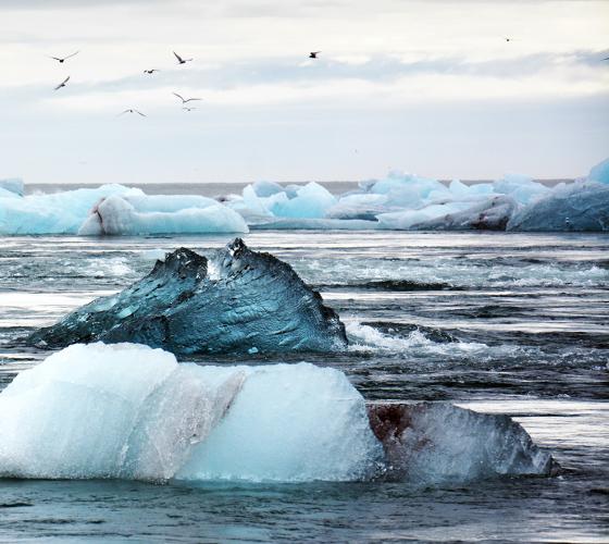 water in winter with icebergs looking blue from water in Iceland with birds flying overhead in background