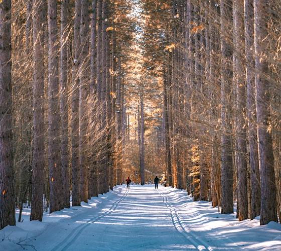 Hiawatha Pinder trail on a sunny winter day