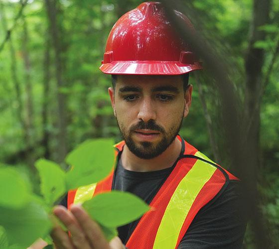 graduate of School of Natural Environment looking at leaf
