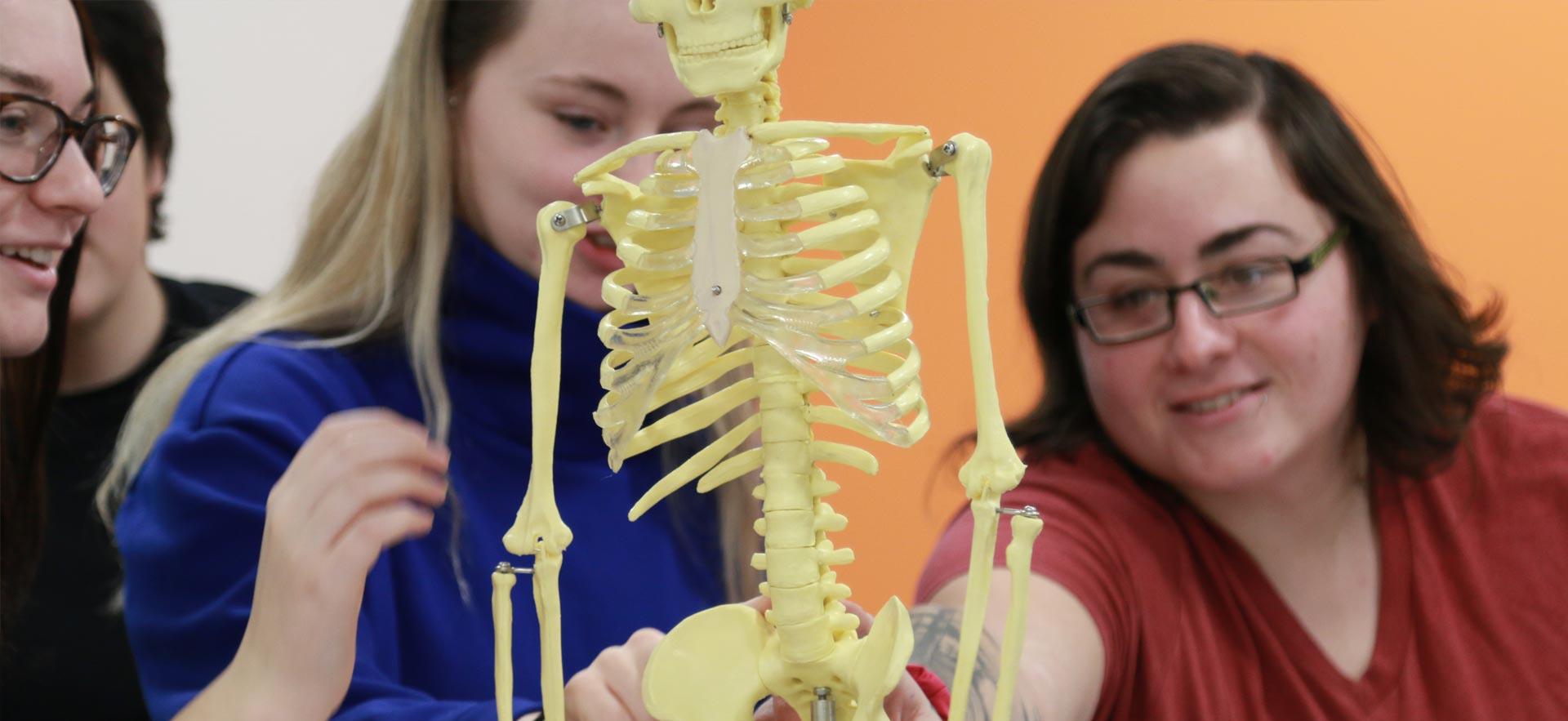 Female fitness and health students review a human skeleton model.