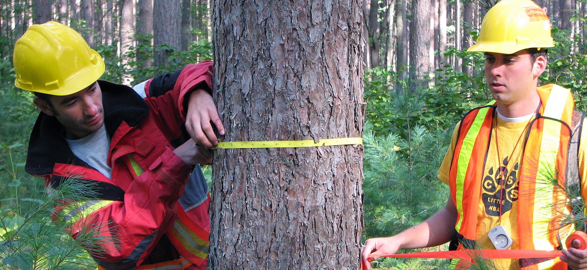 Two male forestry conservation technician students measure a tree.
