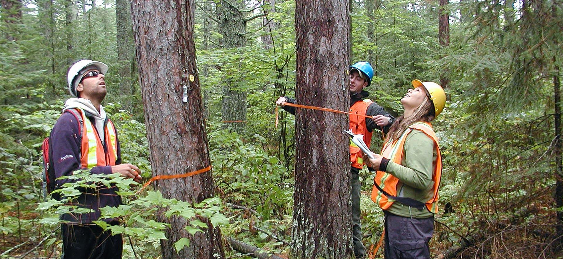Three forestry conservation technician students examine a tall tree..