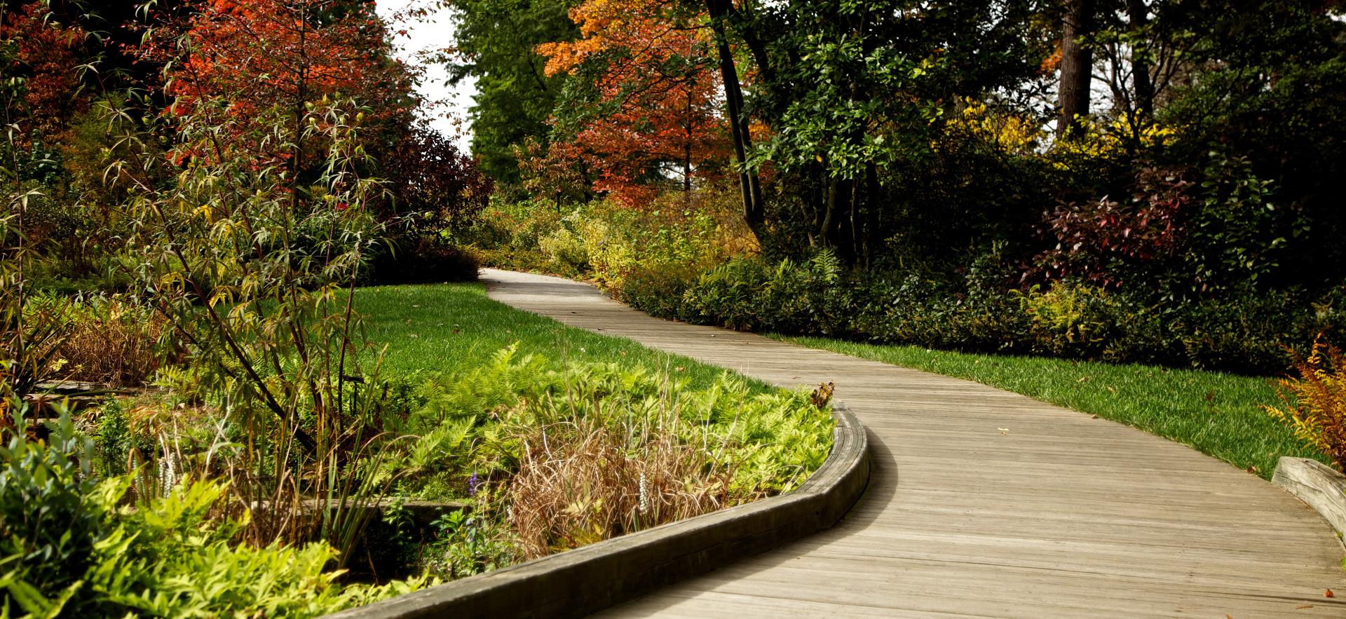 curved wooden path with green grass, plants and trees along the path