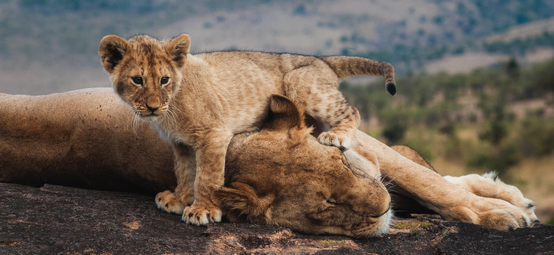 Jess' photo of tiger mom and her baby