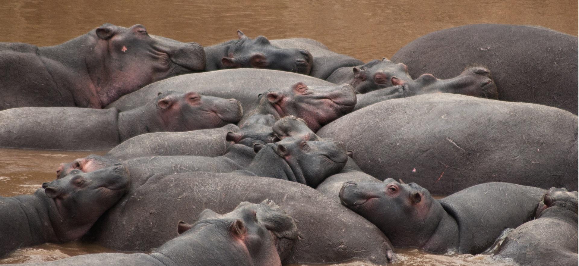Jess' photo of hippos gathered together laying in water