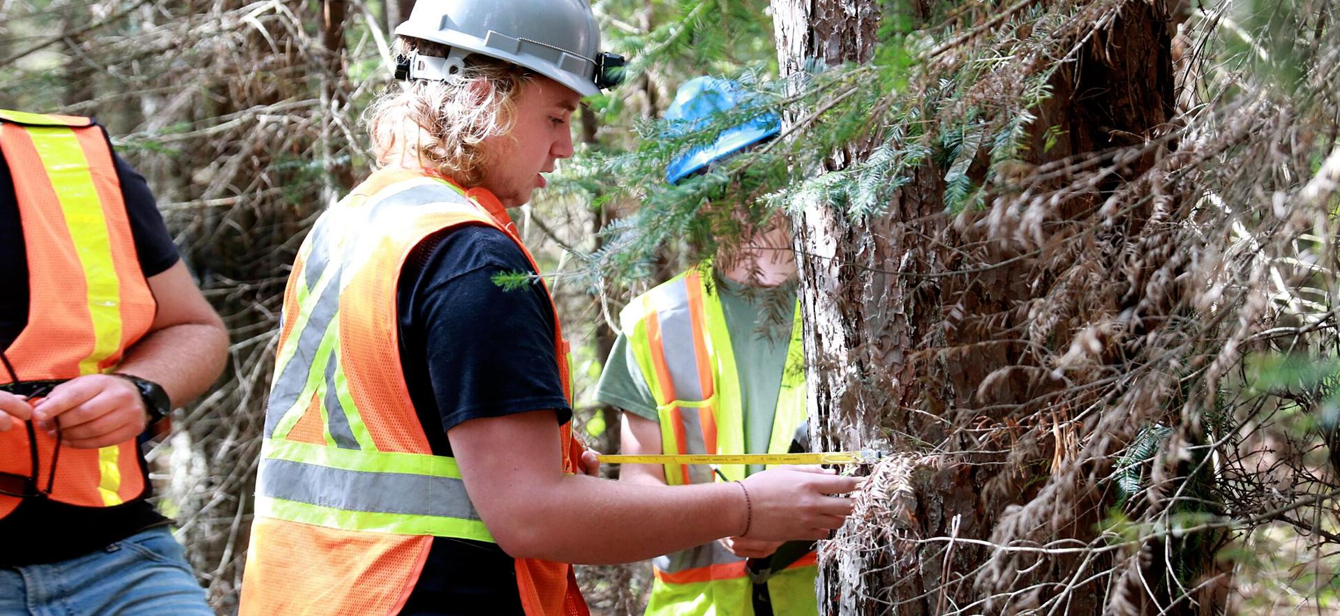 Forestry Tech students measuring a tree