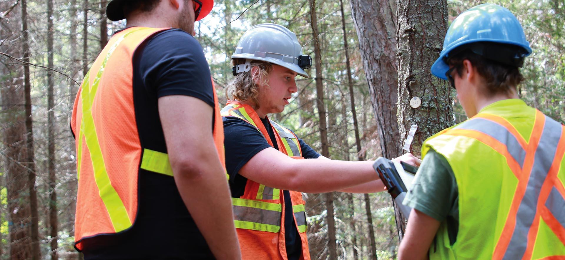School of Natural Environment students in the field doing tree measurements