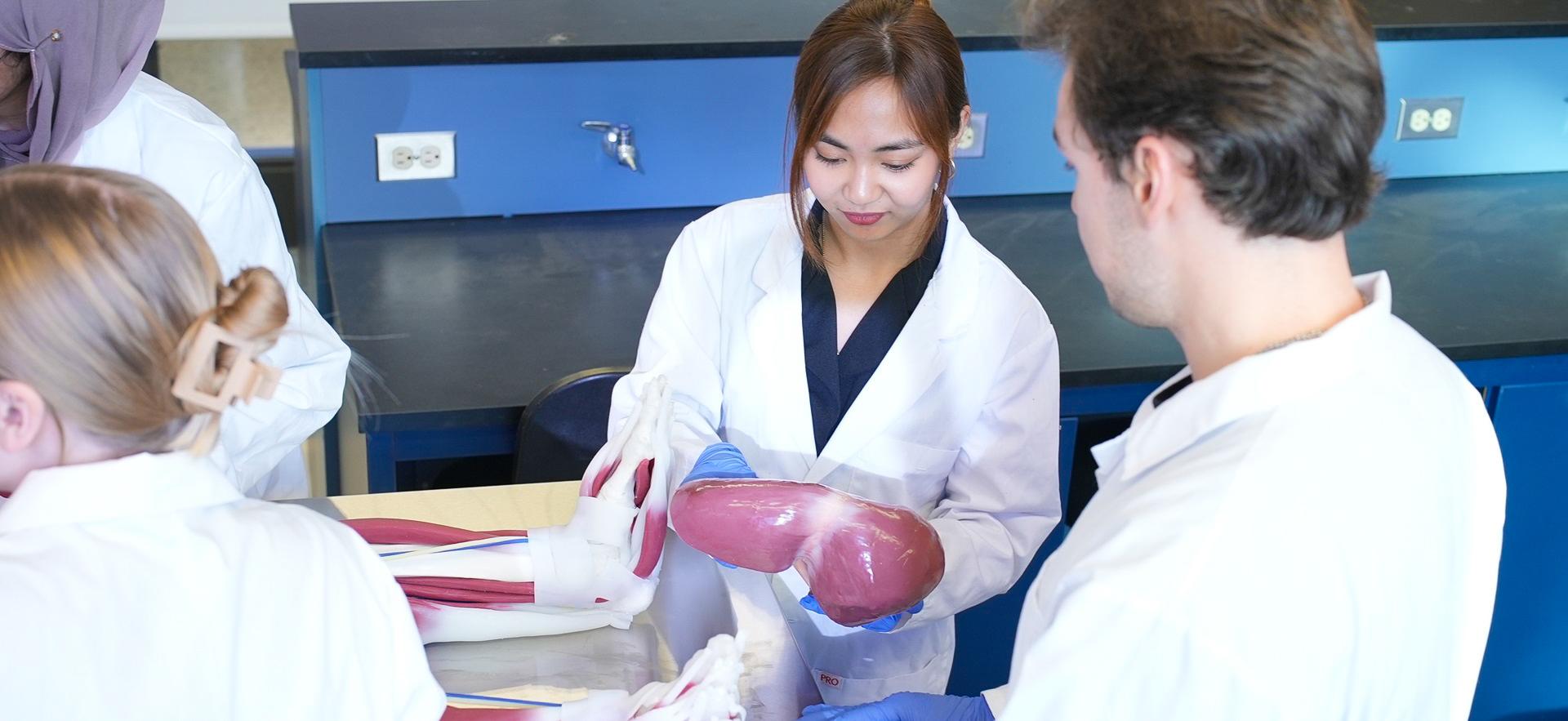 Nursing students exploring organ from new manikin