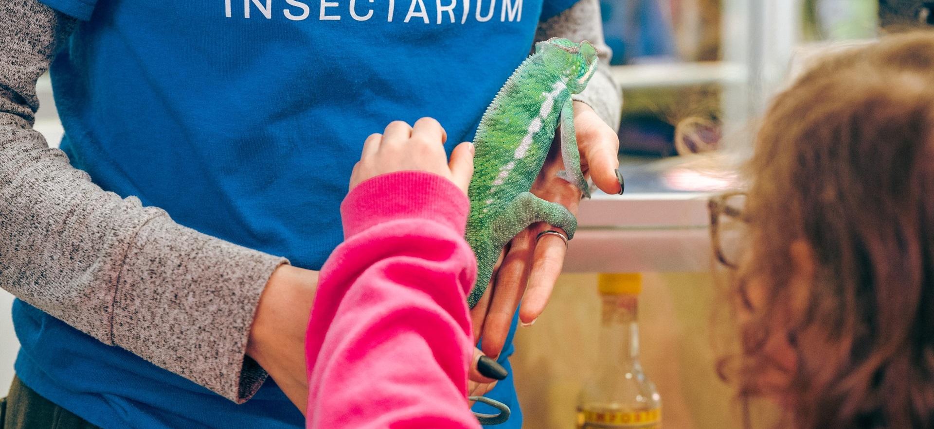 Child reaching hand out to touch a chameleon held by a staff member