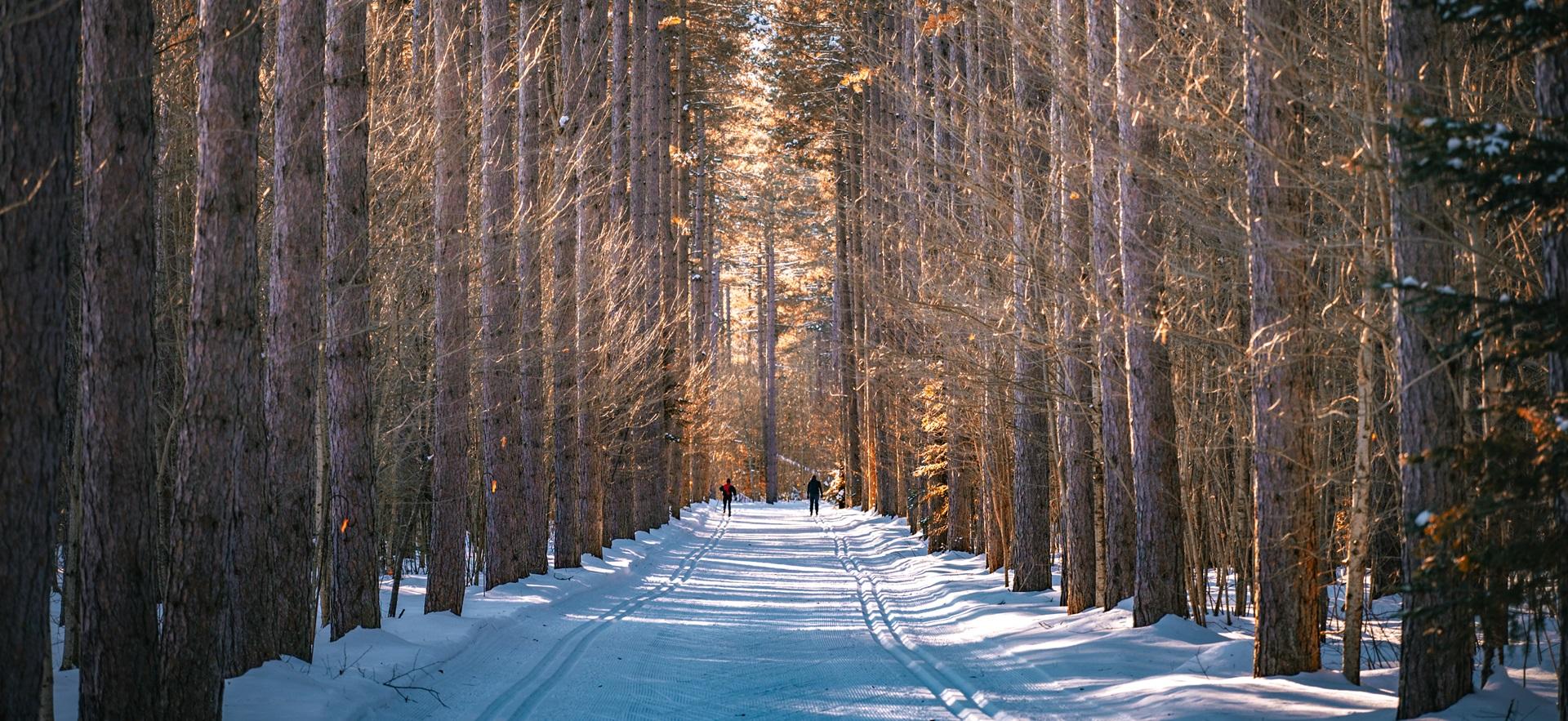 Pinder Trail on a sunny winter day with two people skiing the trails