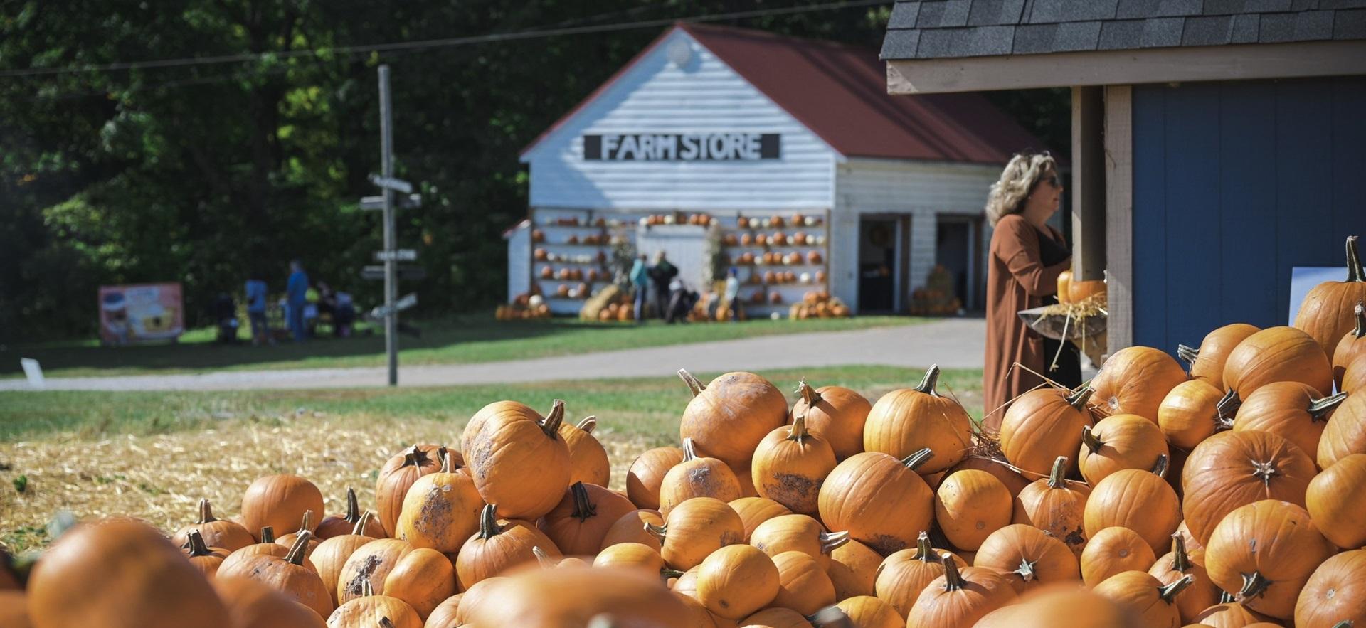 Thomson Farms during pumpkin season showing a pile of pumpkins and Farm Store
